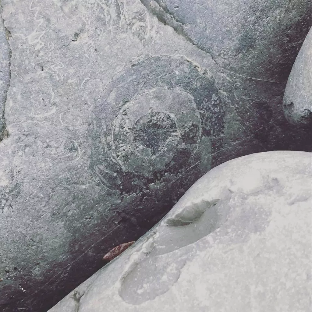 Fossil Hunting at Kilve Beach